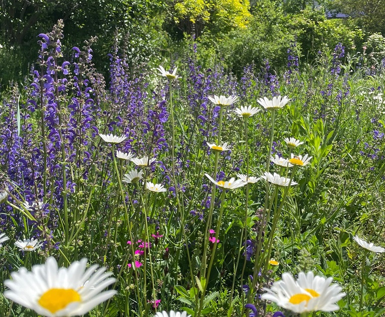 Conseiller/ère pour un aménagement extérieur favorisant la biodiversité et la résilience climatique